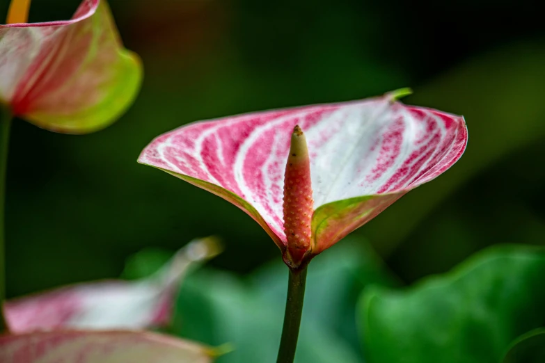 the pink flower is on top of the green plant