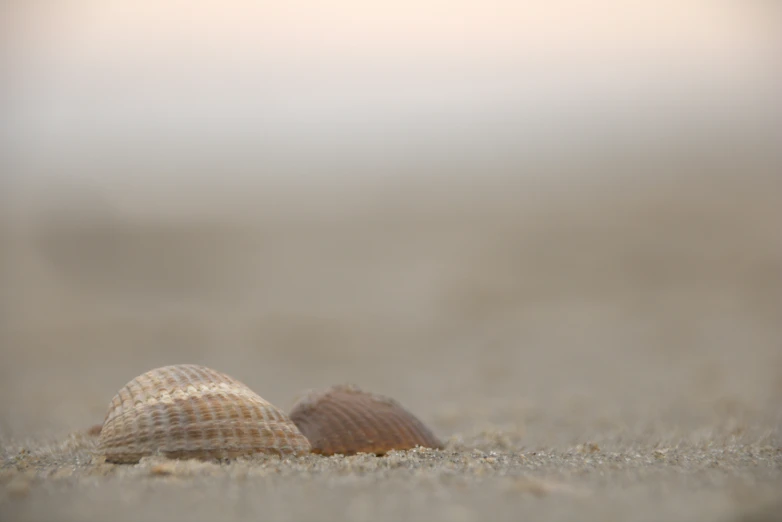 two shells lay on the sand and lay upside down