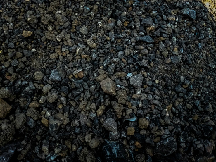 a bird in its natural habitat walking near some rocks