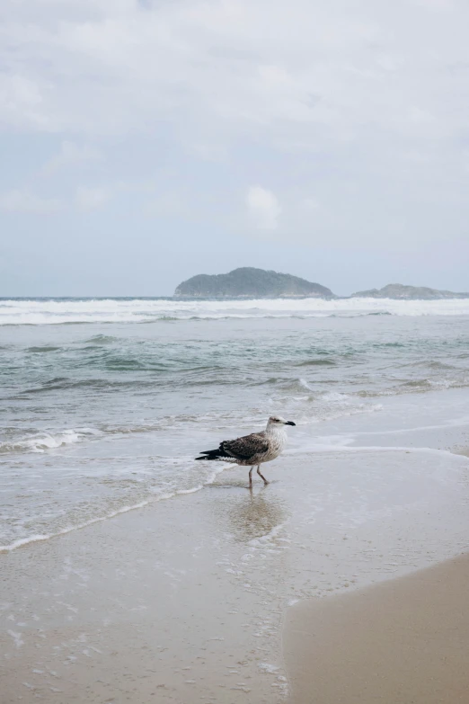 a close up of a seagull on the beach near water