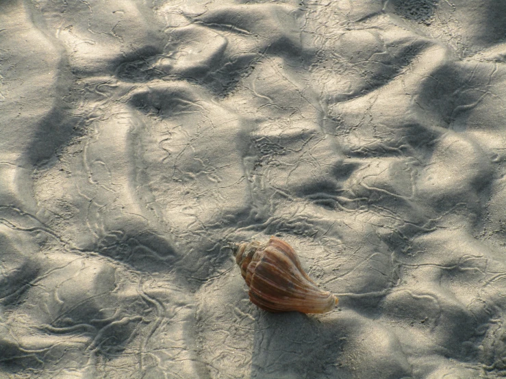 the shell is on a sandy beach surface