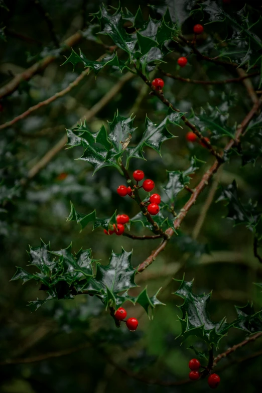 a holly with red berries is growing on a nch