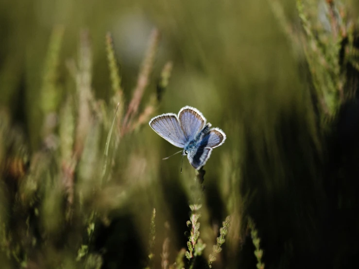 blue erflies in tall grass during the day