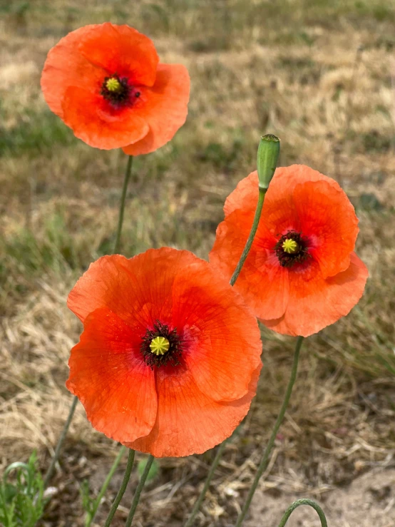 some very pretty red flowers growing in some grass