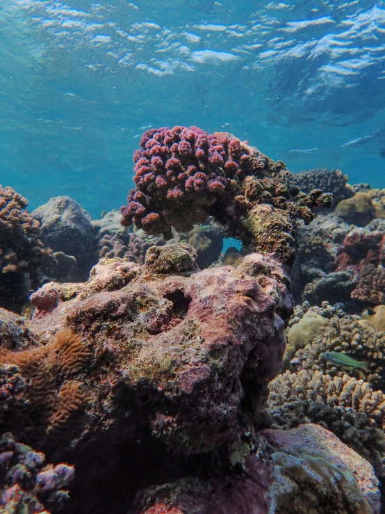 corals and other corals in the ocean off shore