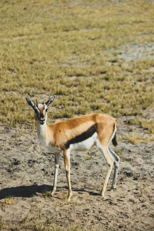 a little animal that is walking across a field