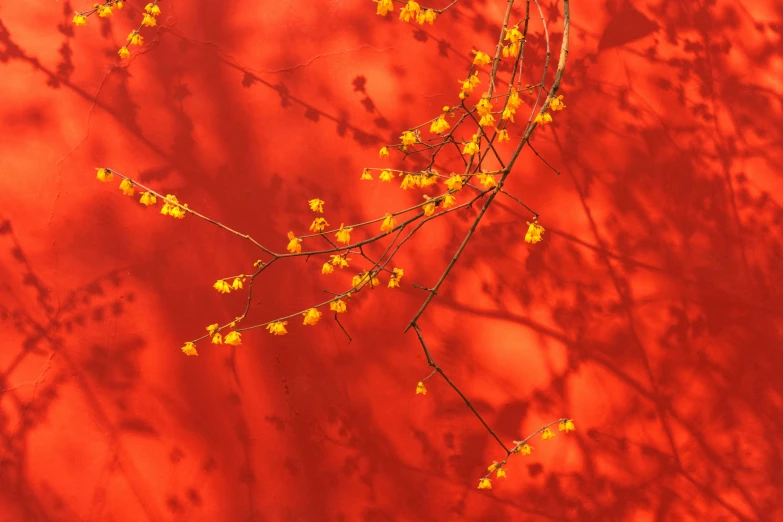 a tree nch is in front of red background