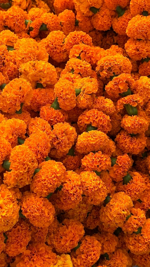 orange colored flowers in an area of some sort