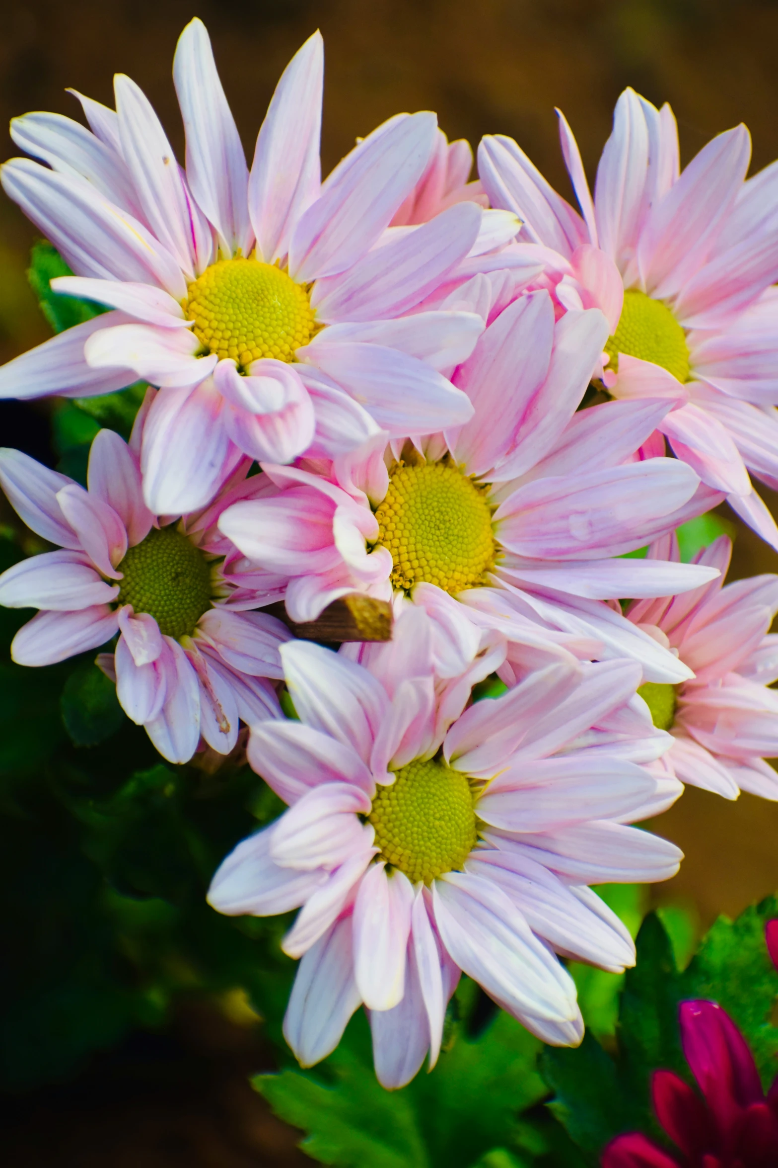 pink flowers that are blooming and purple ones