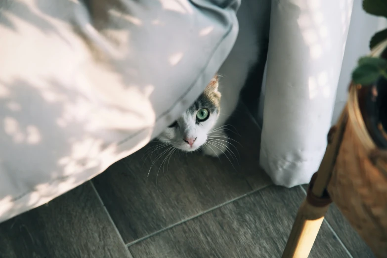 a cat looks up into the camera from under a bed