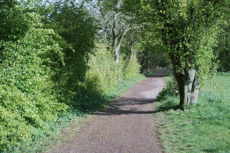 an open road through the trees and grass