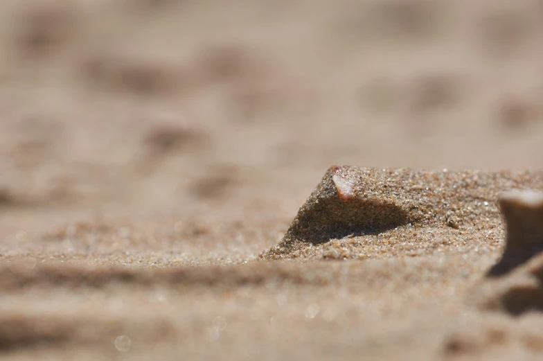 small rodent walking on a desert land in the sun