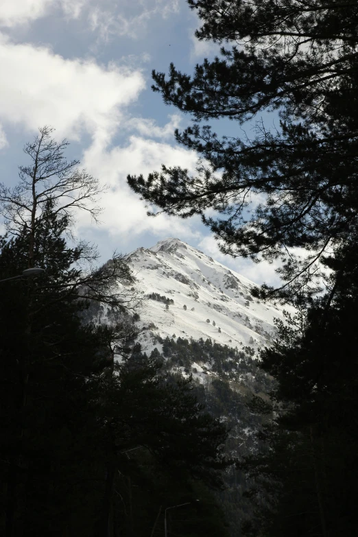 a mountain in the distance is in a line of trees