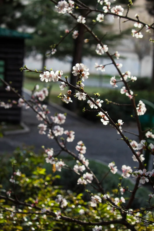 a group of bushes with small white flowers