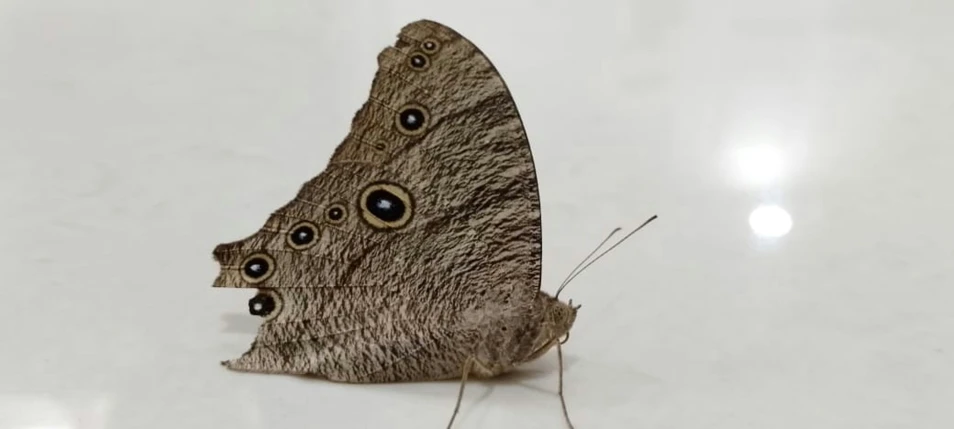 a erfly sitting on a white surface