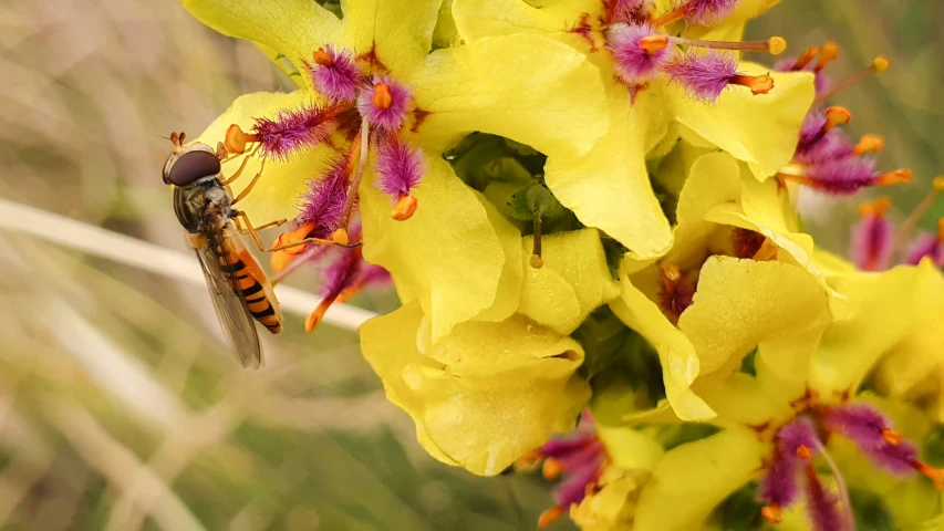 a flower with a bug inside of it