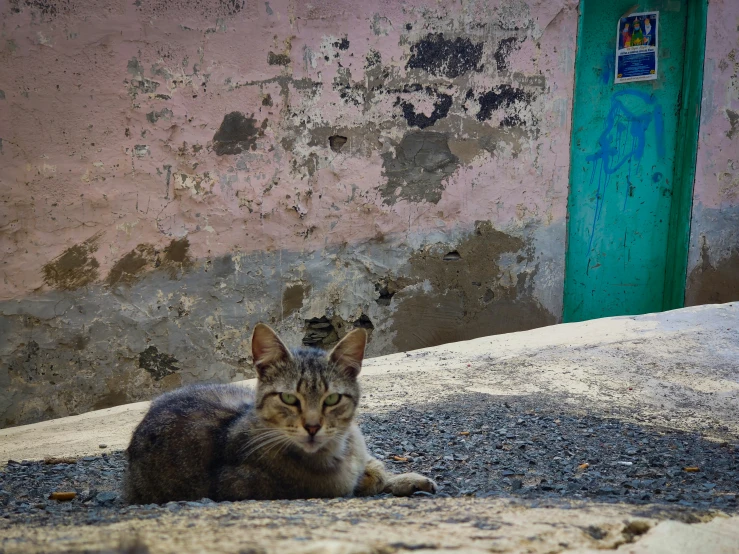 a cat sits on the ground in front of a building