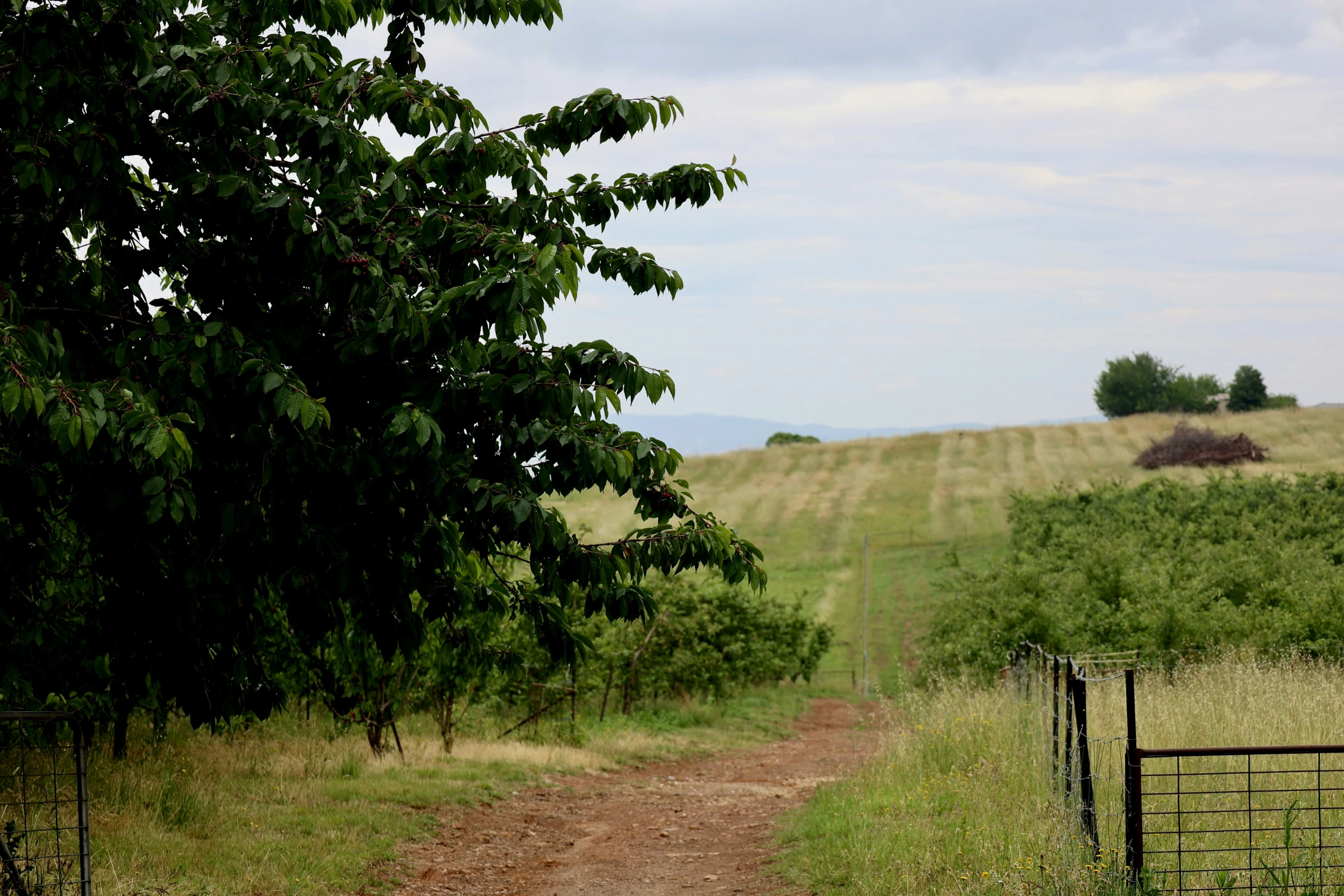 dirt road through a gated field near trees