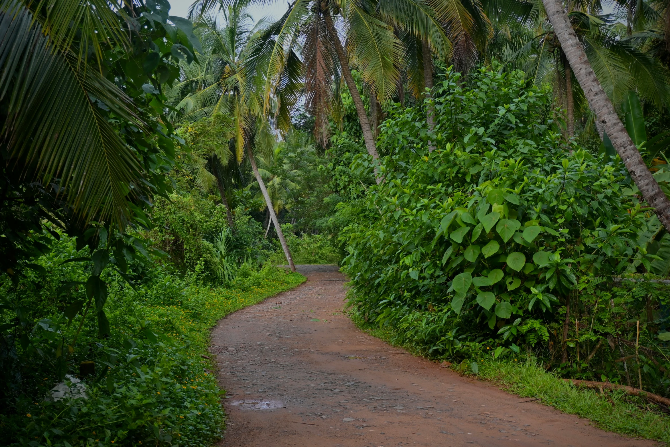 a dirt path with lush vegetation surrounding it