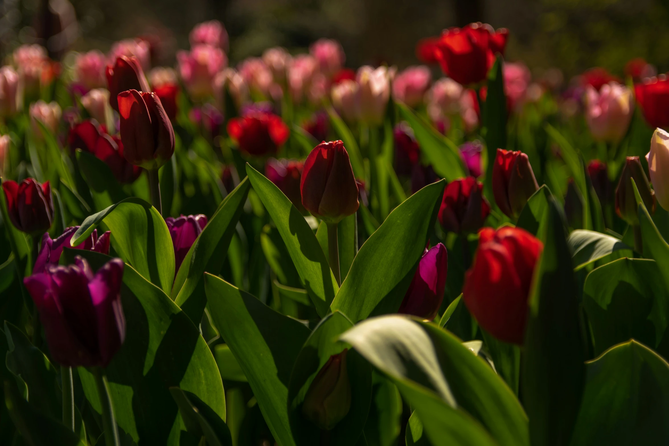 there is many different colored tulips in the garden