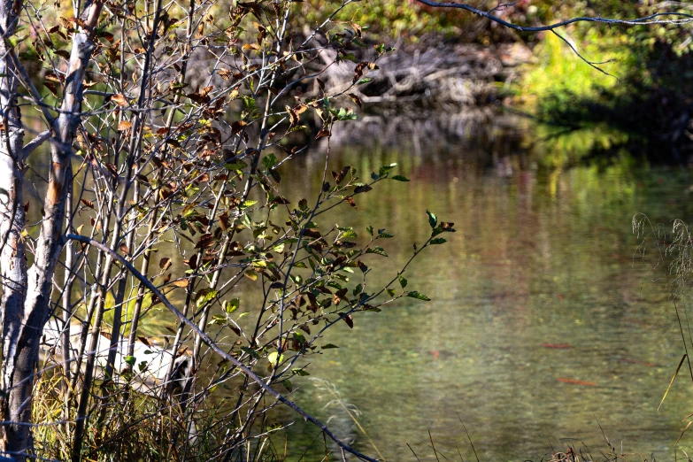 two trees with water and grass are next to a body of water