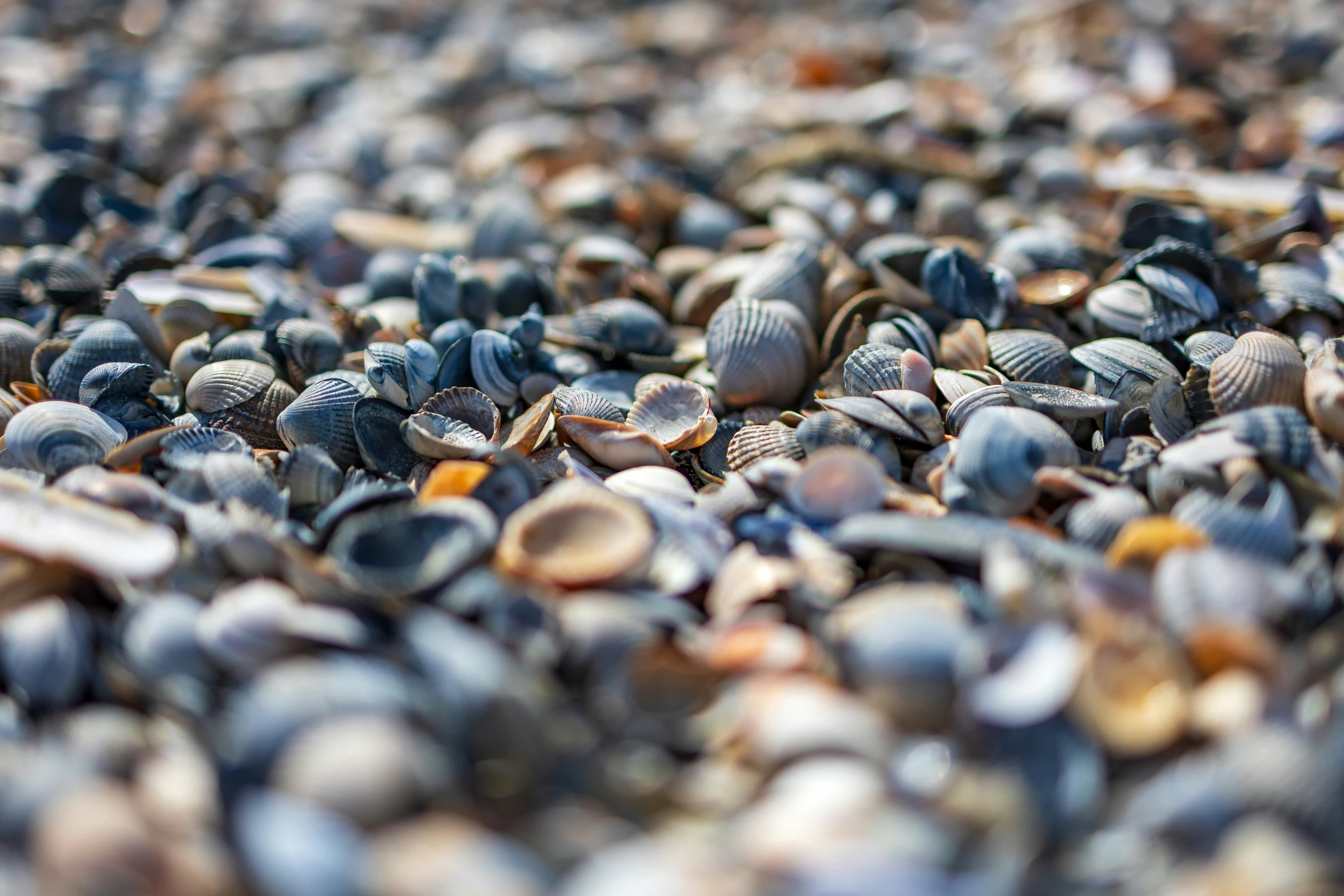 shells are gathered in rows on the ground