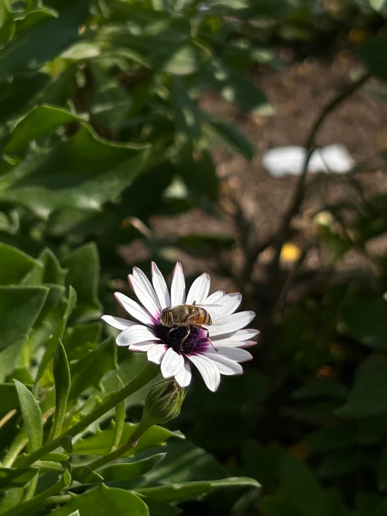 a flower with a bee on it that is next to some plants