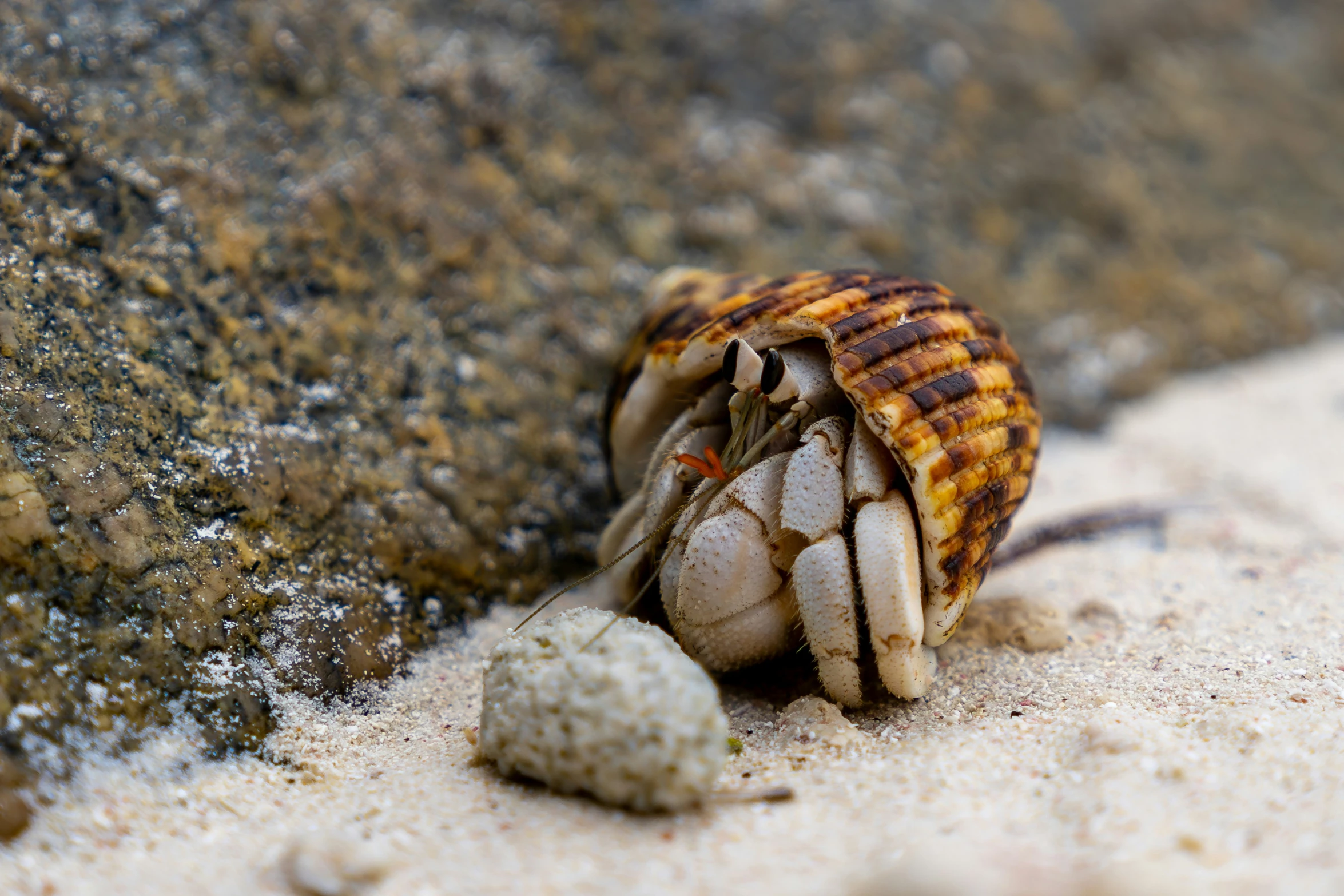 an octo laying on top of the sand near a rock