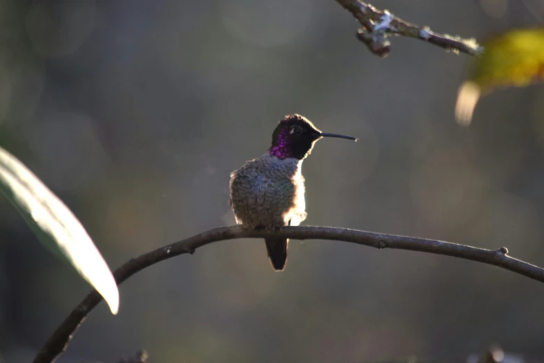 a hummingbird perches on a nch near a leaf