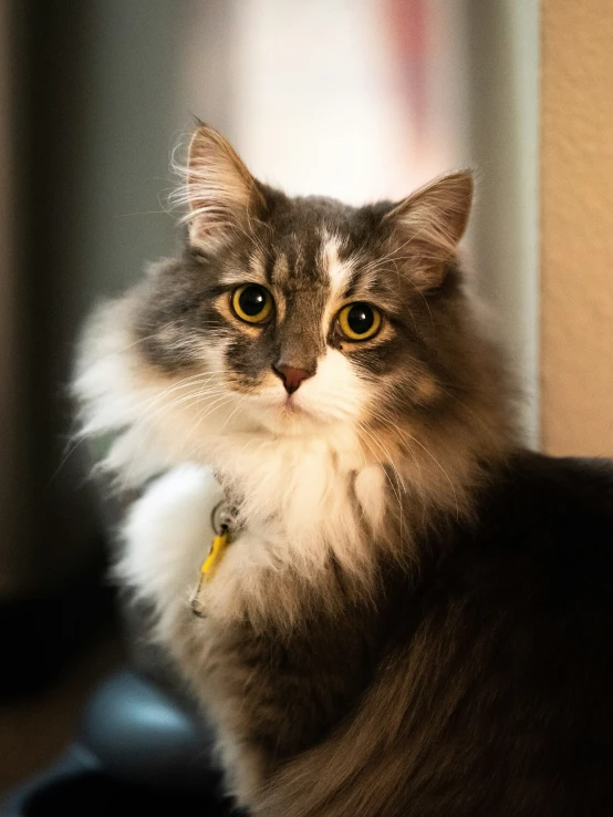 a fluffy gray cat sits on the arm of someone