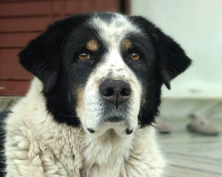 a black and white dog with brown spots sitting on the ground