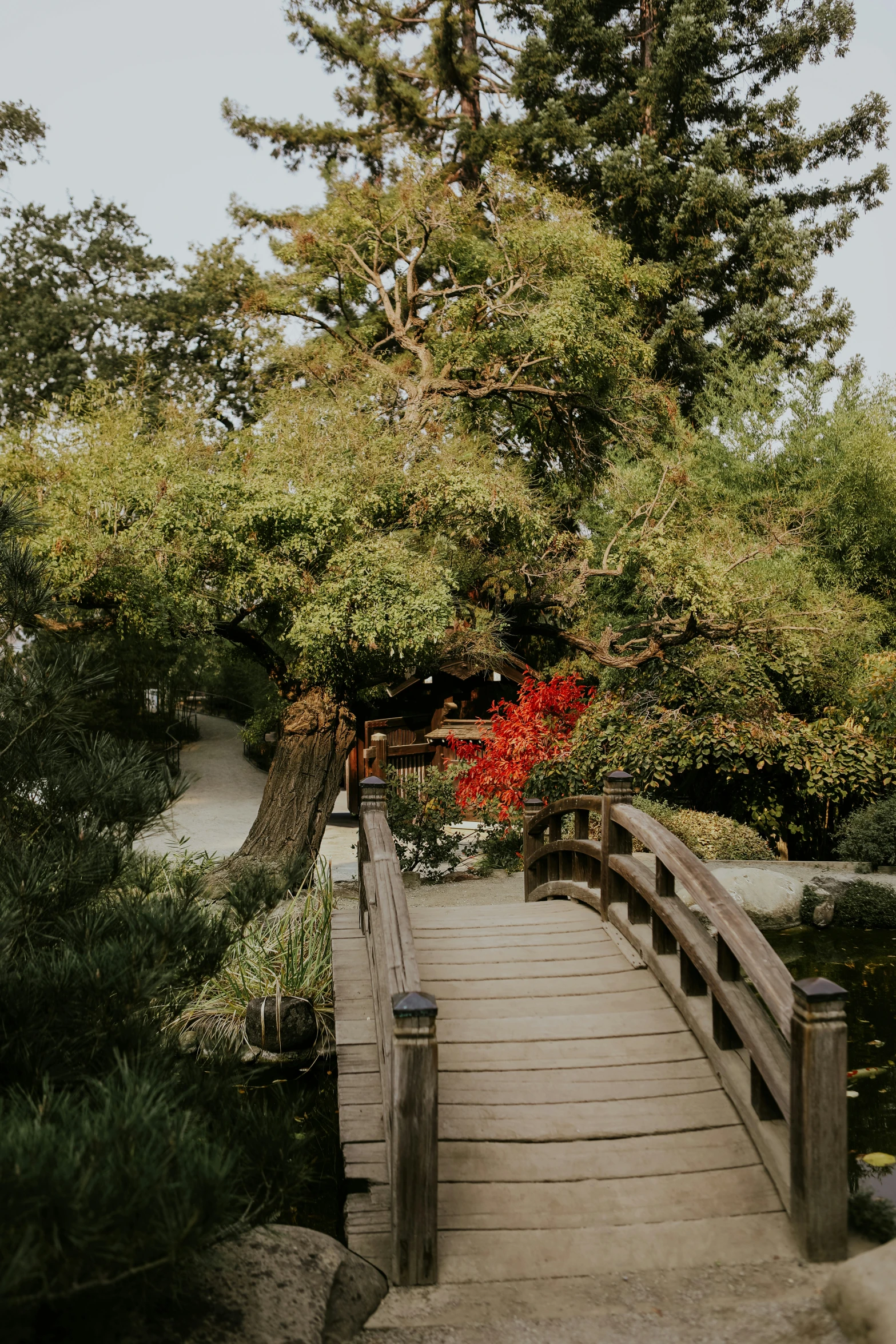 a wooden bridge surrounded by lots of trees