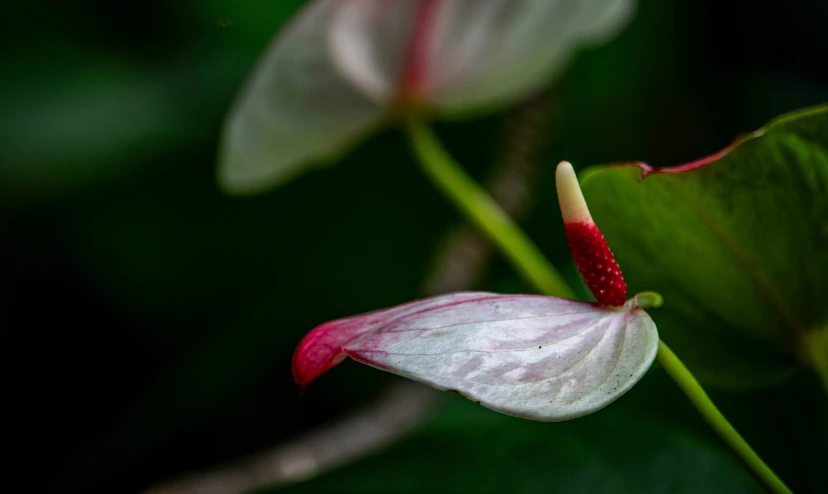 two red and white flowers growing on a leaf