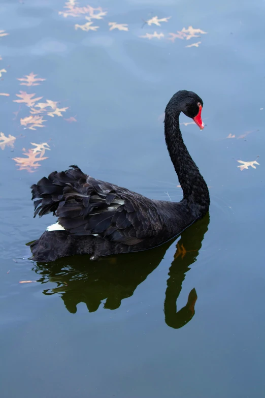 a black swan floating on top of a lake