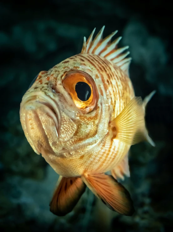 a very pretty fish with brown spots on it's face