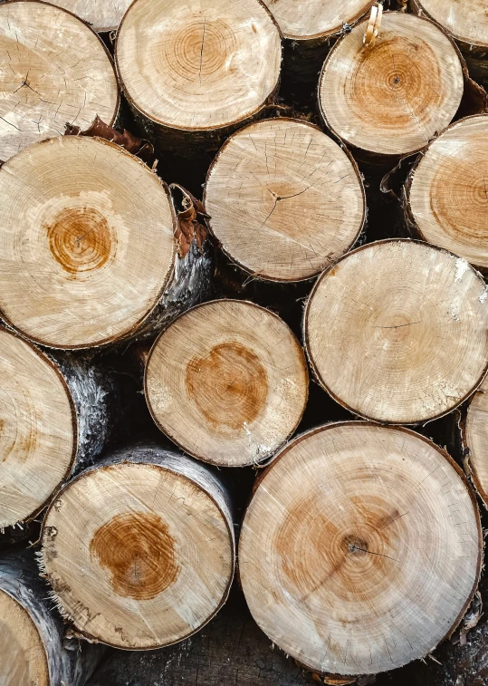 wood cut into several large pieces and arranged on the ground