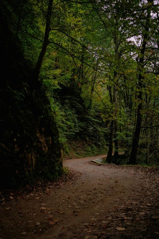 there is a road in the forest on a sunny day