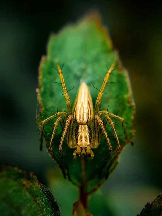 a large spider sitting on top of a leaf