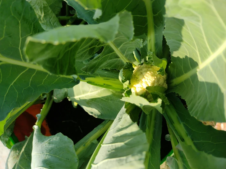 a close up of a green plant with leaves