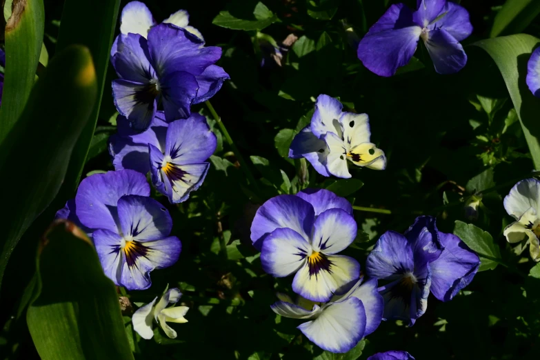 several different flowers, one purple and white with yellow inside