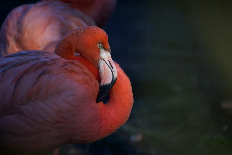 a close up s of two pink birds