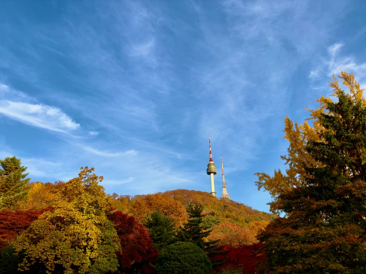 a clock tower rises in the middle of a forest