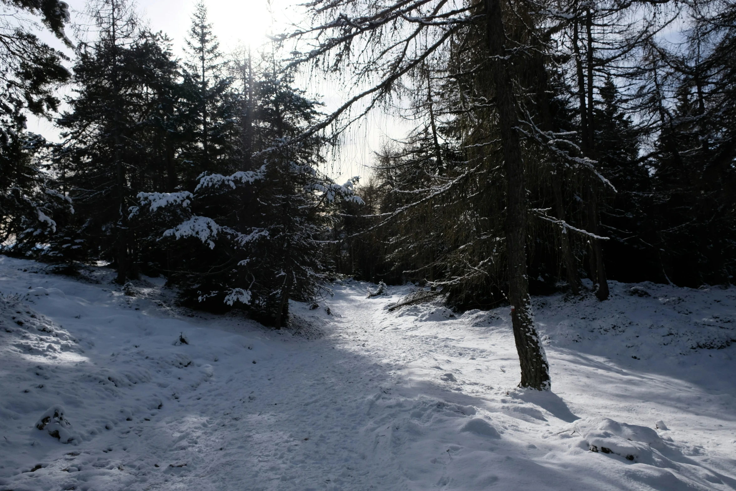 a view of a very snowy trail through some trees