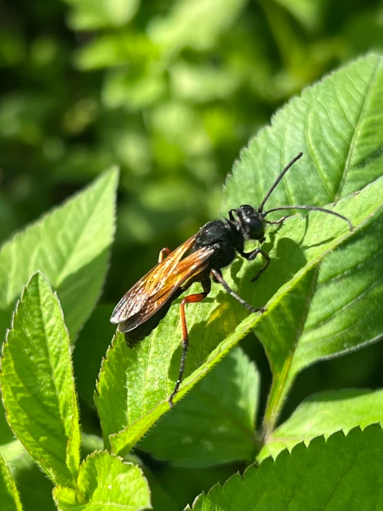 a large bug on some leaves in the sun