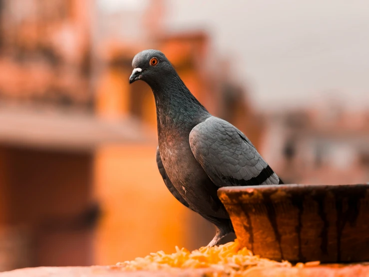 the pigeon stands in the middle of the yellow food