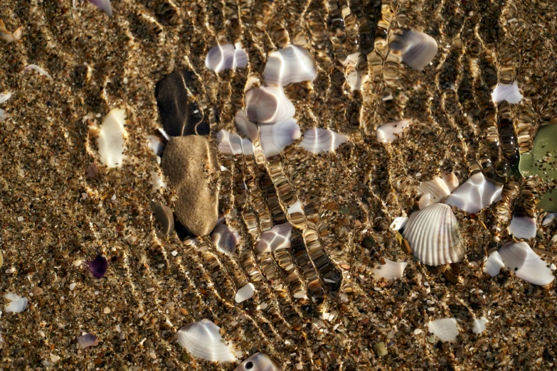 sea shells and other small seashells cover the sand on the shore