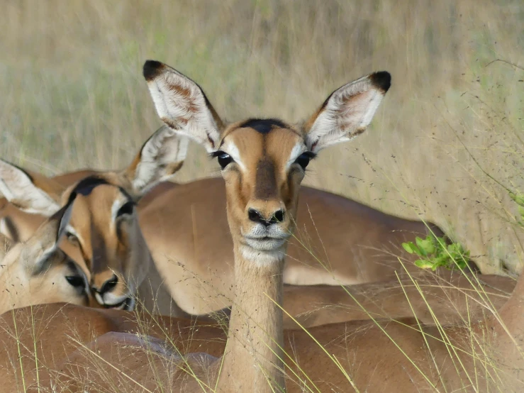 two gazelle gazelles are in grassy plain