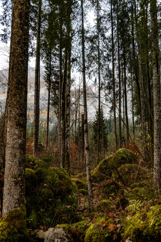 the green forest is full of lush trees