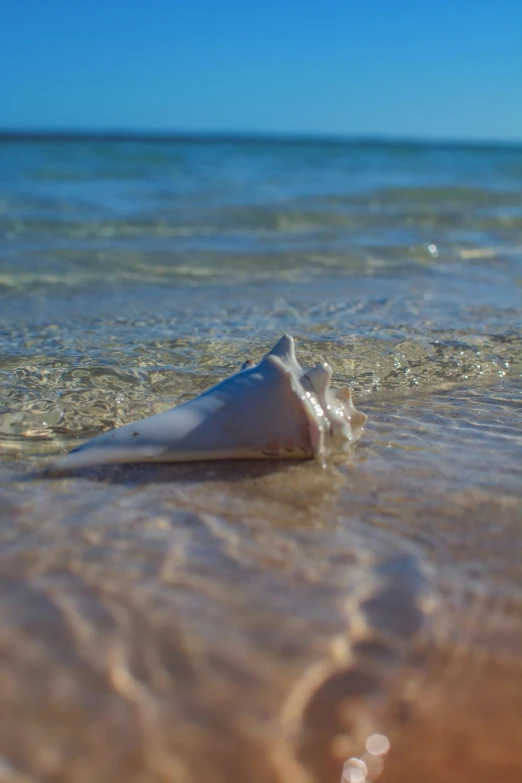 an old shell sitting on the shore line of a beach