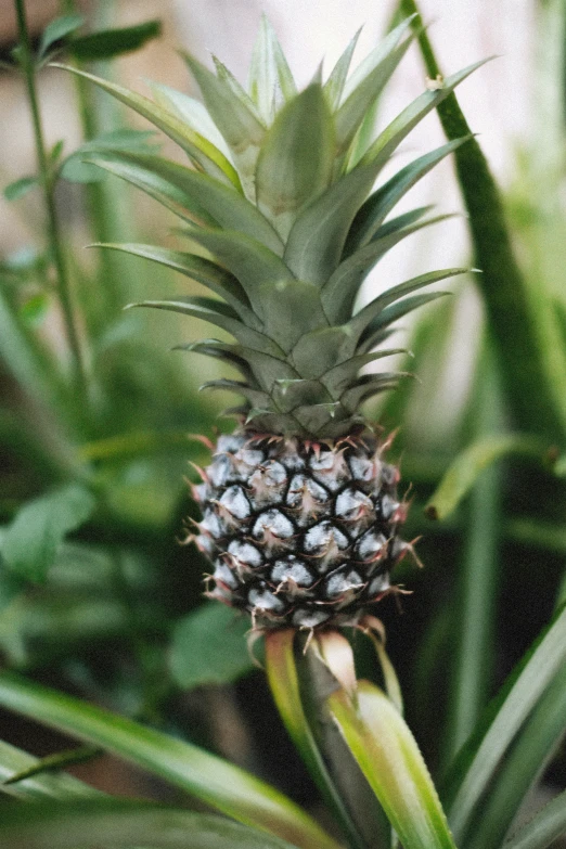 pineapple plant with fruit growing on top of it